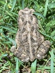 Anaxyrus