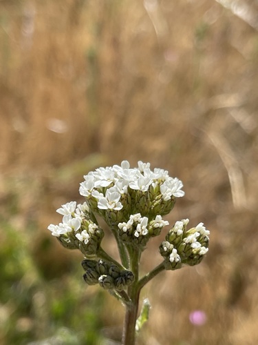 iNaturalist observation photo of common yarrow