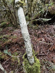 Pilocarpaceae