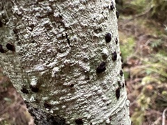 Pilocarpaceae