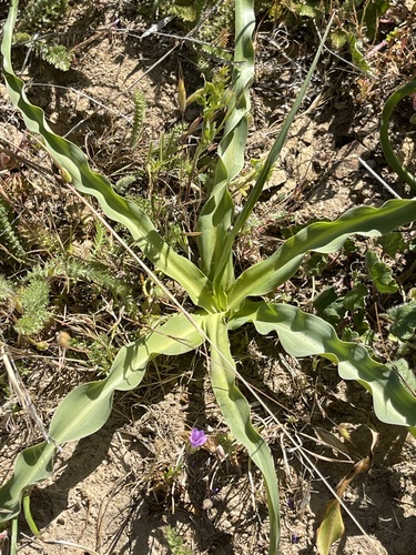 iNaturalist observation photo of wavy-leafed soap plant