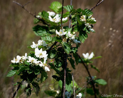 Rubus argutus