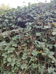 Rubus conjungens