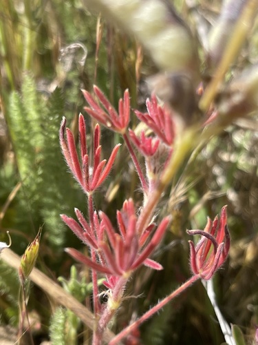 iNaturalist observation photo of Miniature Lupine