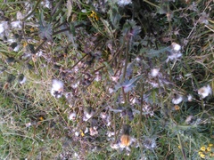 Cichorieae