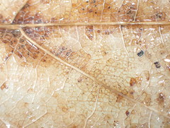 Fuscolachnum misellum