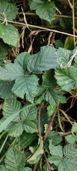 Rubus conjungens