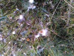 Cichorieae