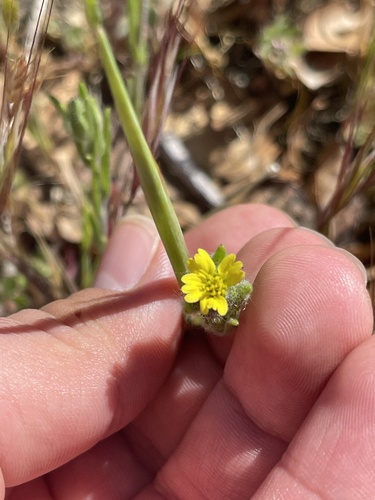 iNaturalist observation photo of grassy tarweed