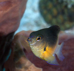 Stegastes partitus