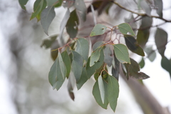 Eucalyptus behriana