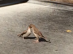 Passer domesticus