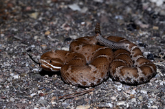 Crotalus willardi willardi