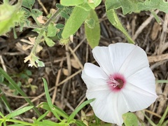 Convolvulus equitans
