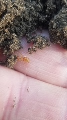 Lasius brevicornis
