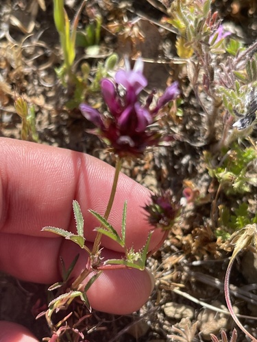 iNaturalist observation photo of tomcat clover