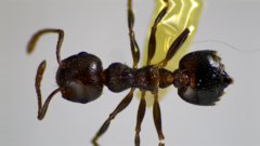 Crematogaster lineolata