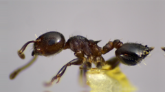 Crematogaster lineolata