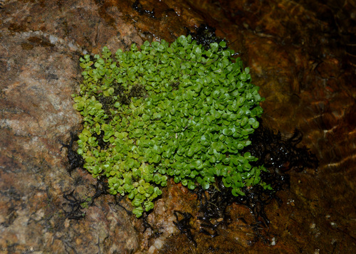 Micranthemum umbrosum iNat (3)