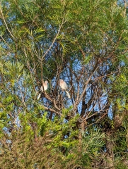 Streptopelia senegalensis