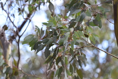 Eucalyptus behriana