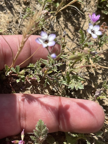 iNaturalist observation photo of bird's-eye gilia