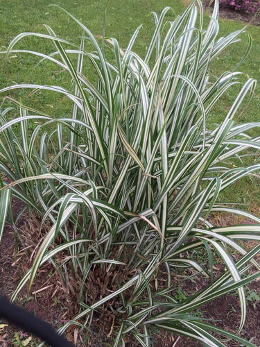 photo of Grasses, Sedges, Cattails, And Allies (Poales)