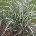 photo of Grasses, Sedges, Cattails, And Allies (Poales)