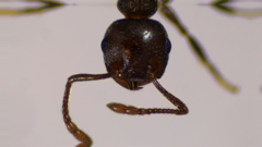 Crematogaster lineolata