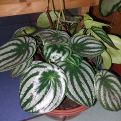 Peperomia argyreia