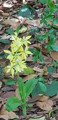 Calanthe sieboldii
