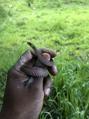 Atractus dunni