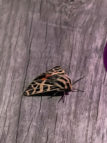 iNaturalist observation photo of Ornate Tiger Moth