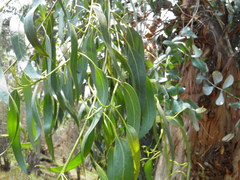 Eucalyptus globulus