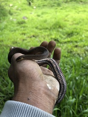 Atractus dunni
