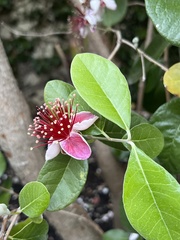 Feijoa