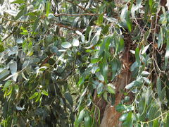 Eucalyptus globulus