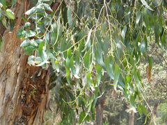 Eucalyptus globulus