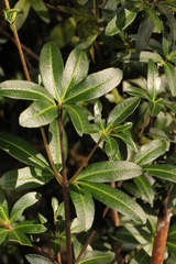 Acradenia frankliniae