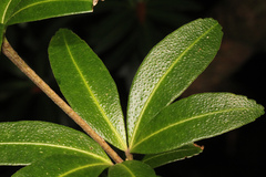 Acradenia frankliniae