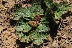Arctopus monacanthus