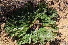 Arctopus monacanthus