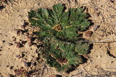 Arctopus monacanthus