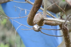 Picumnus albosquamatus
