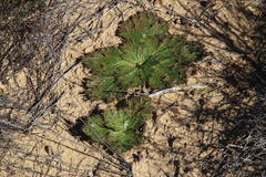 Arctopus monacanthus