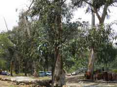 Eucalyptus globulus