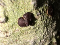 Pilocarpaceae