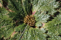 Arctopus monacanthus