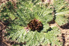 Arctopus monacanthus