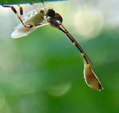 Leptopteromyia americana